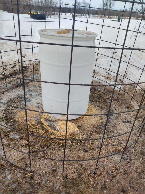 Should I Feed the Pheasants in the Winter? Should I Feed the Pheasants in the Winter?
